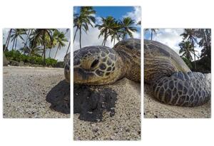 Slika kornjače (90x60 cm)