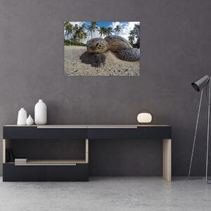 Slika kornjače (70x50 cm)