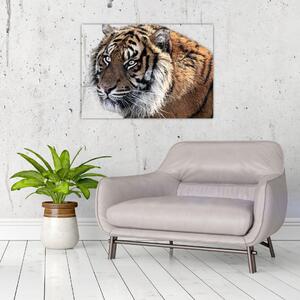 Slika tigra (70x50 cm)
