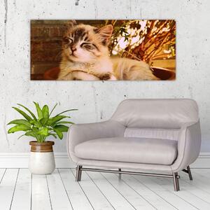 Slika mačke u loncu (120x50 cm)