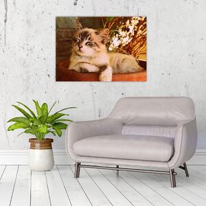 Slika mačke u loncu (70x50 cm)