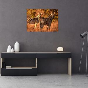 Slika zebri (70x50 cm)