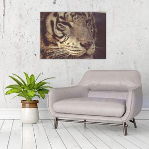 Slika tigra (70x50 cm)