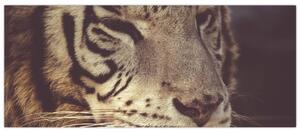 Slika tigra (120x50 cm)