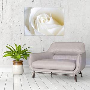 Slika bijele ruže (70x50 cm)