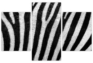 Slika kože zebre (90x60 cm)