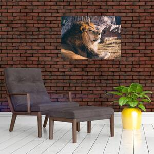 Slika ležećeg lava (70x50 cm)