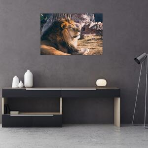 Slika ležećeg lava (90x60 cm)
