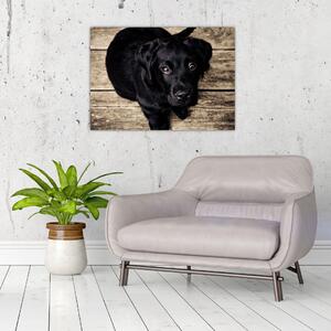 Slika crnog psića (70x50 cm)
