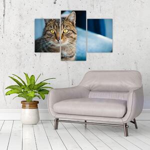 Slika - Domaća mačka (90x60 cm)