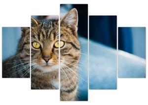 Slika - Domaća mačka (150x105 cm)
