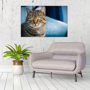 Slika - Domaća mačka (90x60 cm)
