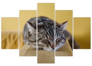 Slika mačke na kauču (150x105 cm)