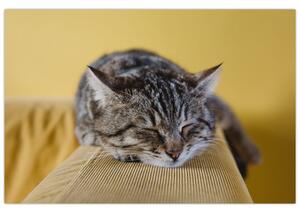 Slika mačke na kauču (90x60 cm)