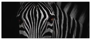 Slika zebre (120x50 cm)