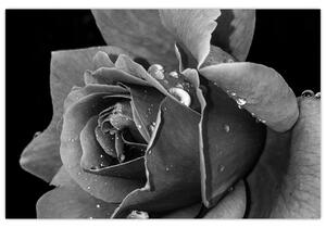 Slika ruže - crno-bijela (90x60 cm)