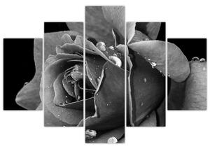 Slika ruže - crno-bijela (150x105 cm)