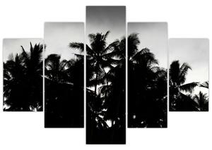 Crno-bijela slika - palme (150x105 cm)