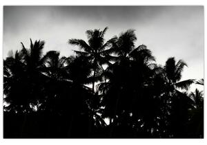 Crno-bijela slika - palme (90x60 cm)