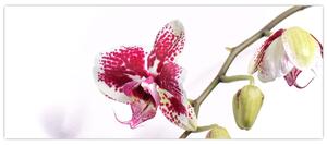 Slika cvijeta orhideje (120x50 cm)
