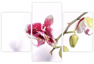 Slika cvijeta orhideje (90x60 cm)