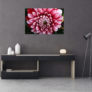 Slika ružičaste dalije (90x60 cm)