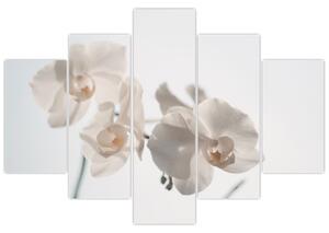 Slika bijele orhideje (150x105 cm)