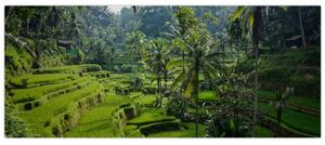 Slika rižinih terasa Tegalalang, Bali (120x50 cm)