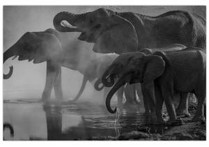 Slika slonova - crno-bijela (90x60 cm)
