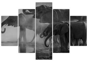 Slika slonova - crno-bijela (150x105 cm)