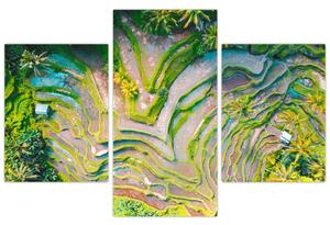 Slika rižinih polja iz ptičje perspektive (90x60 cm)