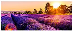 Slika polja lavande, Provence (120x50 cm)