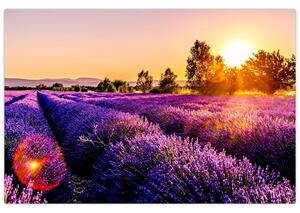 Slika polja lavande, Provence (90x60 cm)