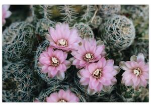 Slika cvijeta kaktusa (90x60 cm)