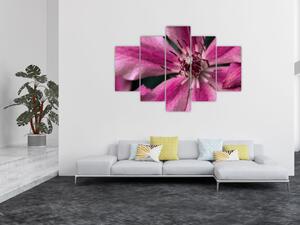 Slika ružičastog cvijeta klematisa (150x105 cm)