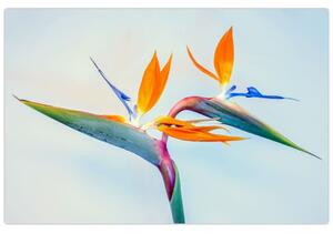 Slika cvijeta Strelicije (90x60 cm)