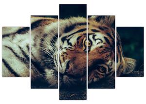 Slika - Sibirski tigar (150x105 cm)
