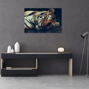 Slika - Sibirski tigar (90x60 cm)