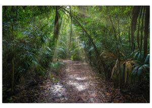 Slika - Sunčeve zrake u džungli (90x60 cm)