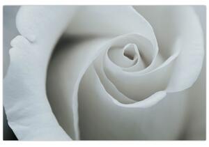 Slika - Bijela ruža (90x60 cm)