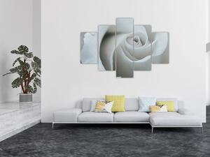 Slika - Bijela ruža (150x105 cm)