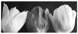 Slika - Crno-bijeli cvjetovi tulipana (120x50 cm)