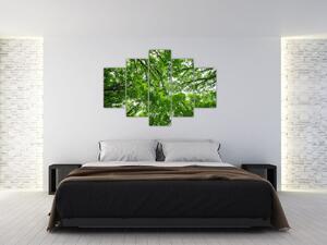 Slika - Pogled u krošnje drveća (150x105 cm)