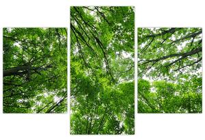 Slika - Pogled u krošnje drveća (90x60 cm)