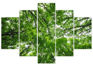 Slika - Pogled u krošnje drveća (150x105 cm)