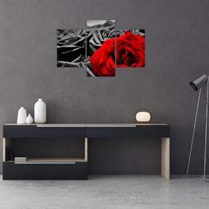 Slika - Cvjetovi ruže (90x60 cm)