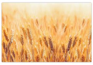 Slika - polje sa žitom (90x60 cm)