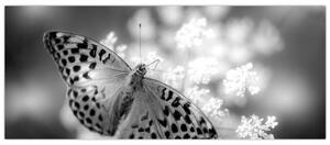 Slika - Detalj leptira koji oprašuje cvijet (120x50 cm)