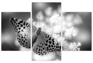 Slika - Detalj leptira koji oprašuje cvijet (90x60 cm)