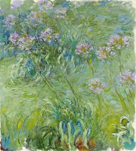 Reprodukcija Agapanthus (1914–26), Claude Monet